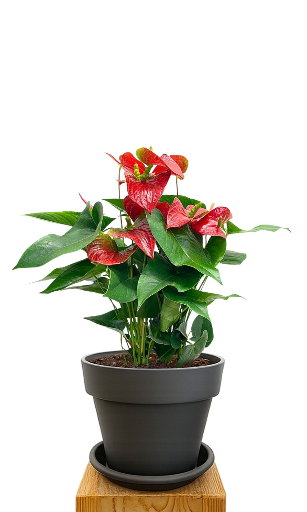 Kit de plantation 30 Anthracite